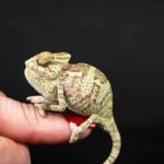 The Ultimate Guide to Glass Toy Artistic Concepts: Elevating Pet Playtime