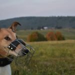 The Ultimate Guide to Glass Toy Cleaning Safety: Avoiding Mishaps and Keeping Your Pet's Toys Sparkling Clean