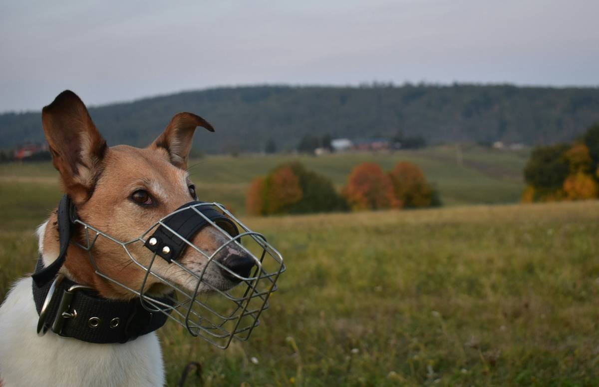 The Ultimate Guide to Glass Toy Cleaning Safety: Avoiding Mishaps and Keeping Your Pet's Toys Sparkling Clean