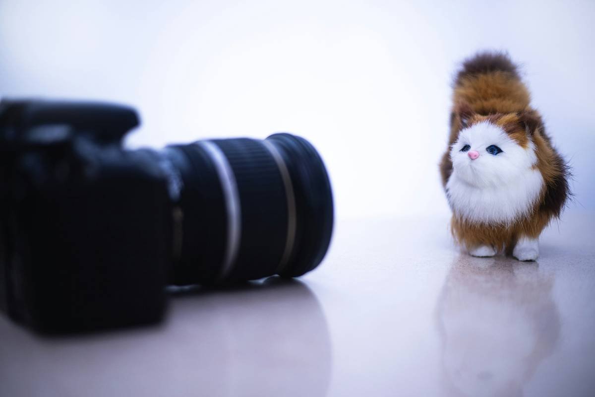 Why Glass Toy Modern Shape is the Future of Pet Play: A Comprehensive Guide