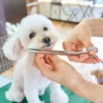 Why Every Pet Owner Needs a Glass Toy Impact Check
