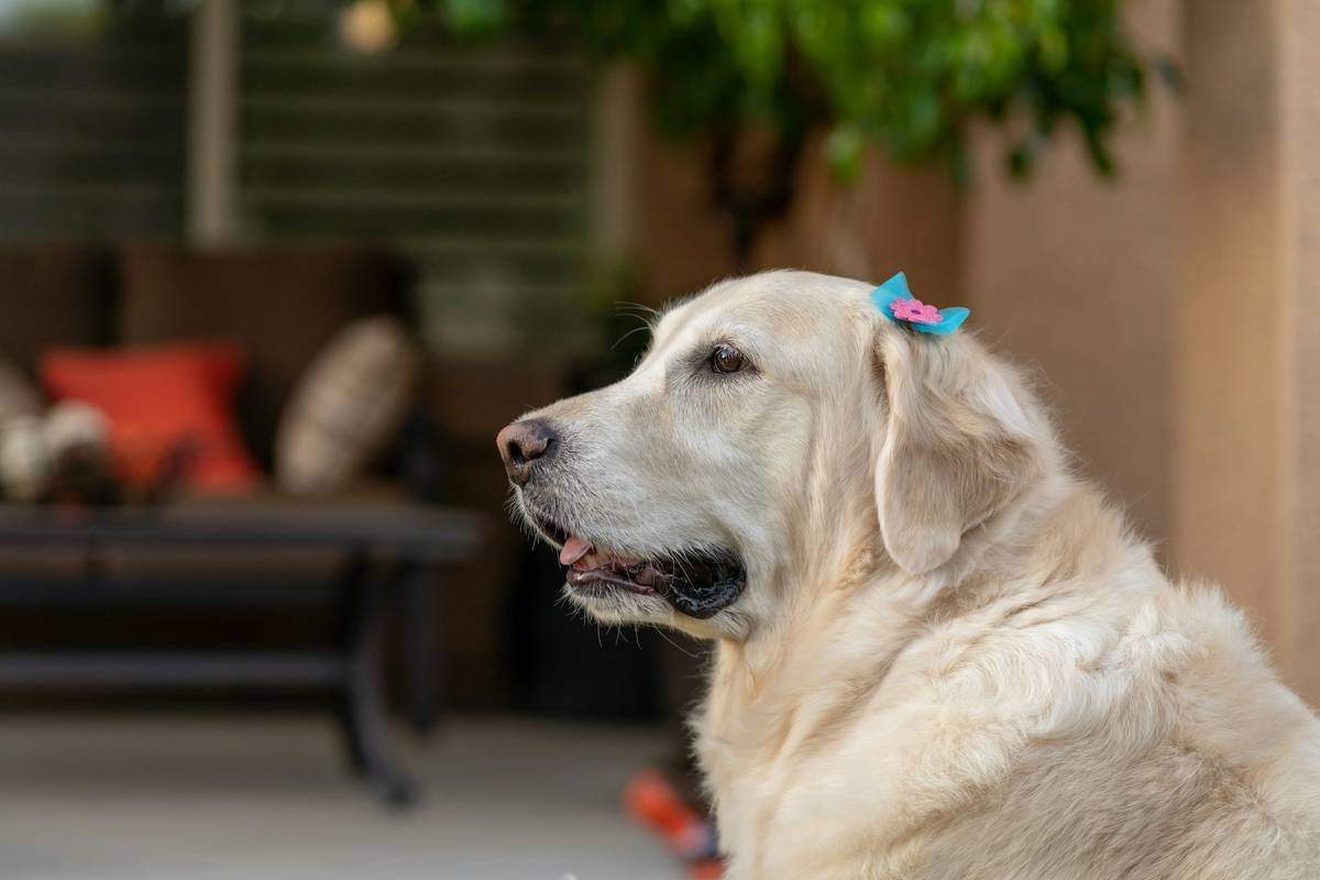 Comparison chart showing unsafe glass vs. safe acrylic/resin pet toys with labels and hazard symbols