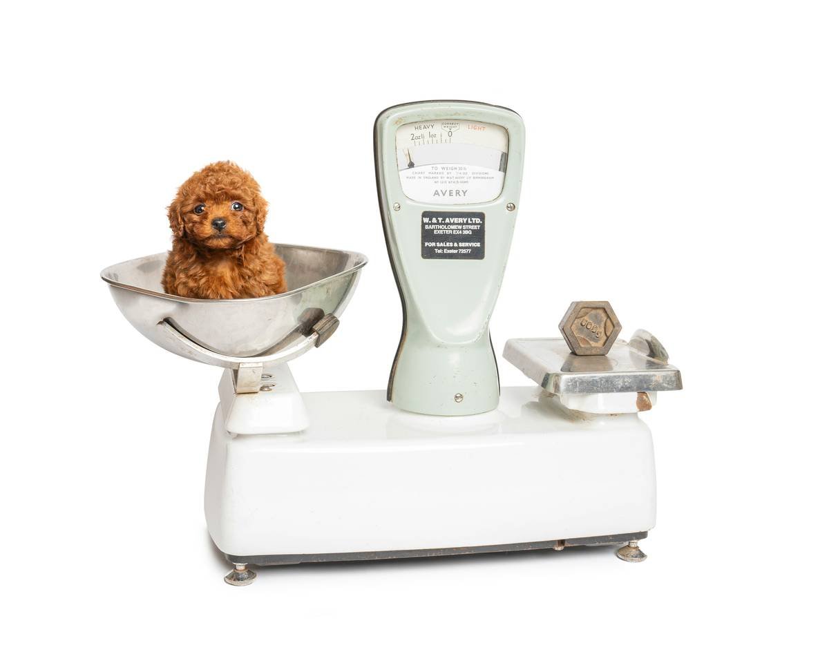 Comparison chart: Soda-lime vs. Borosilicate glass tensile strength and thermal shock resistance for pet toys