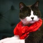 Glass Toy Stylish Craft: Why Pet Owners Are Choosing Handblown Elegance Over Plastic Junk