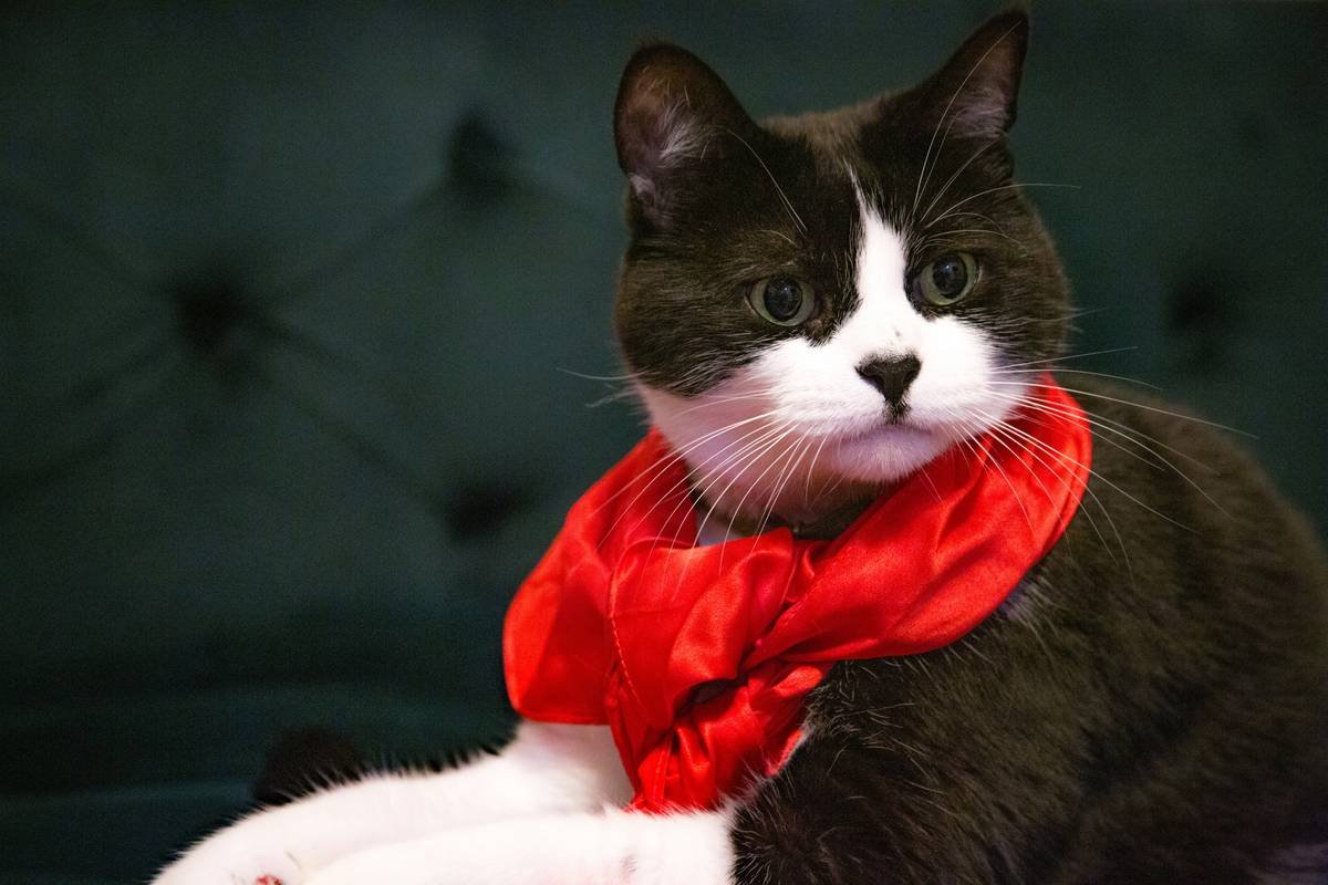 Glass Toy Stylish Craft: Why Pet Owners Are Choosing Handblown Elegance Over Plastic Junk