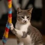 Is Your Cat’s Glass Toy Safe? A Real-World Glass Toy Break Test Review (Spoiler: Not All Passed)