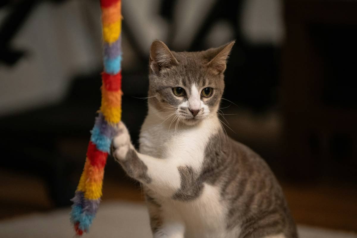 Is Your Cat’s Glass Toy Safe? A Real-World Glass Toy Break Test Review (Spoiler: Not All Passed)