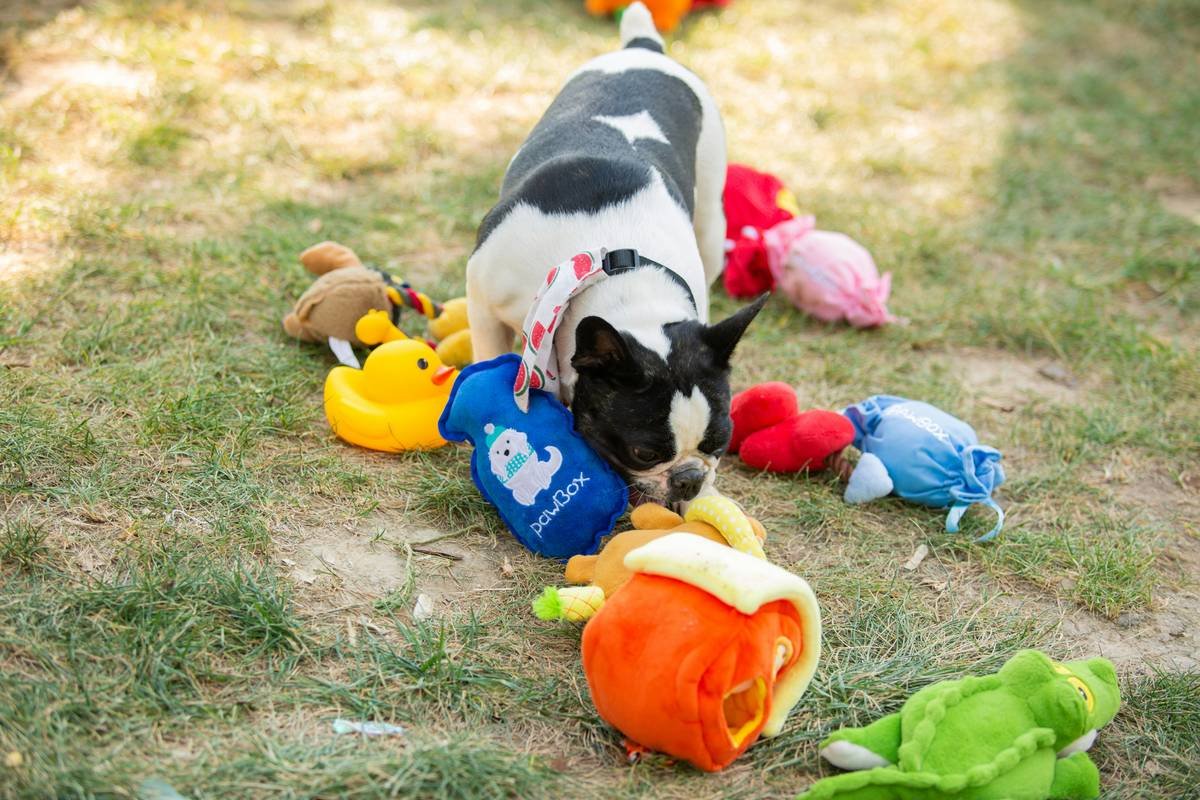 Is Your Pet’s Glass Toy Actually Safe? Inside the Real “Glass Toy Break Proof Test”