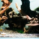 The Ultimate Glass Toy Cleaning Trick Every Pet Parent Needs to Know