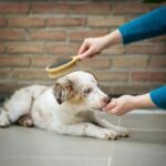 Ultimate Glass Toy Care Guide: Safe, Sparkling & Vet-Approved Tips for Your Pet’s Delicate Playthings