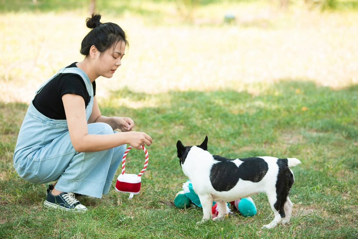 What’s the Real Deal with Glass Toy Durability Rating? A Pet Owner’s No-BS Guide