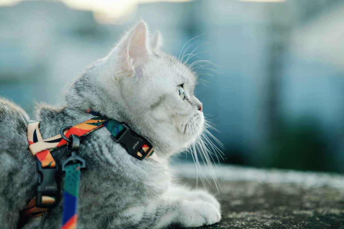 Borosilicate glass cat toy with sleek modern design rolling on hardwood floor, showing smooth curves and transparency