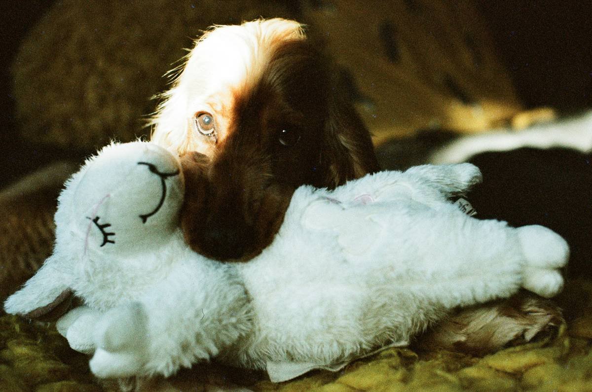Comparison table: medical silicone vs organic cotton vs TPR rubber for dog toys