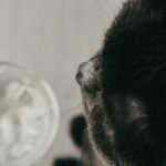 durability test glass how to make: The Pet Owner’s Guide to Safe, Non-Toxic Glass Toys