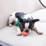 How to Make a Design Option Glass Toy for Pets: A Safe, Stylish DIY Guide