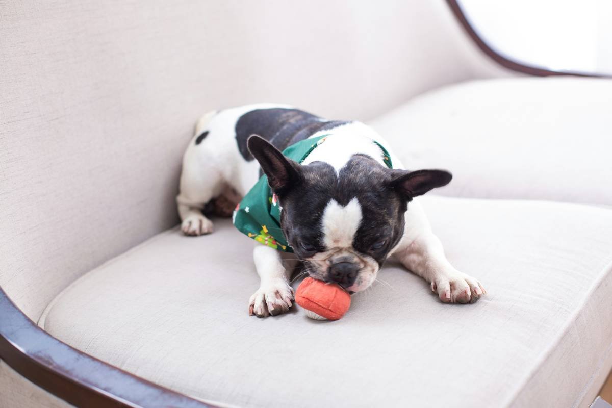 How to Make a Design Option Glass Toy for Pets: A Safe, Stylish DIY Guide