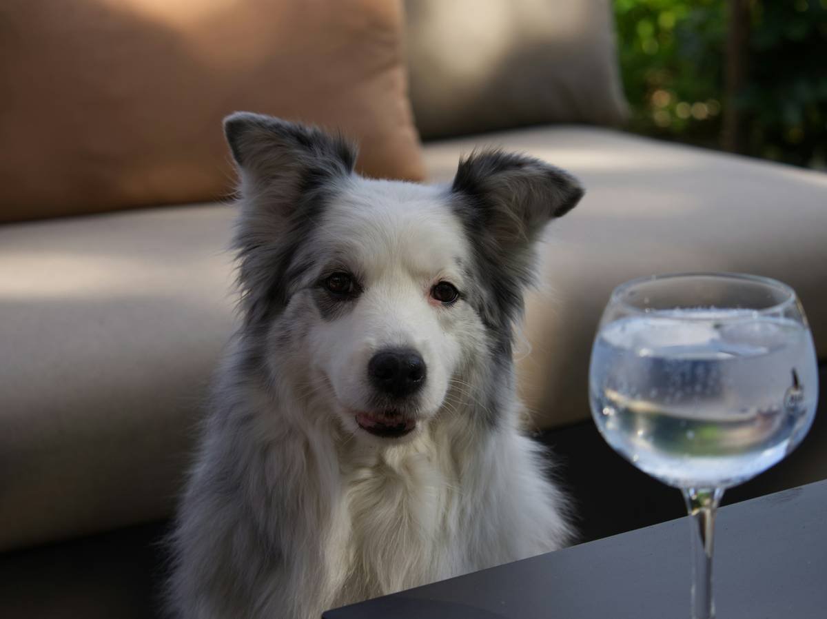 Infographic comparing pet-safe borosilicate glass vs. regular glass: shows molecular structure, shatter test results, and vet safety ratings
