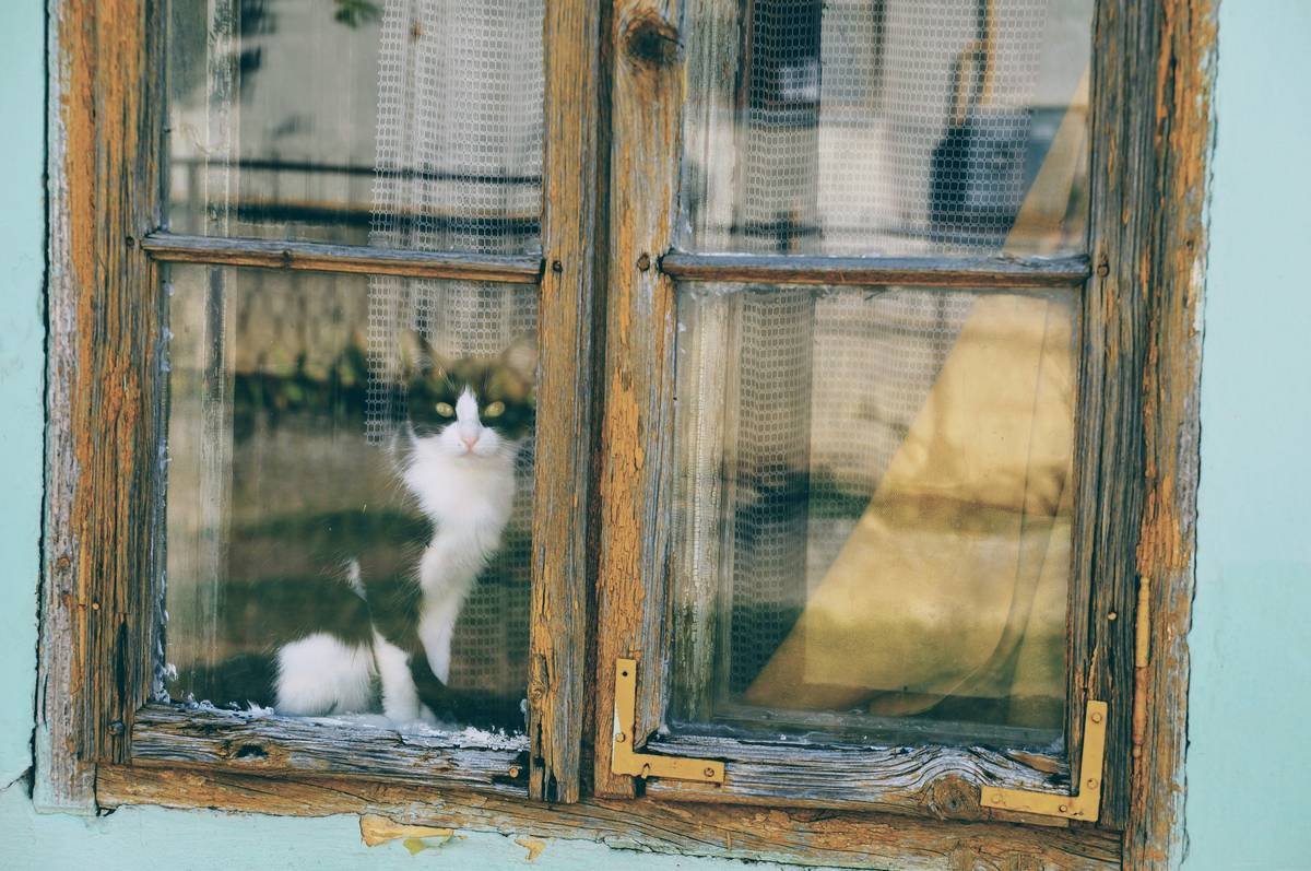 Infographic comparing tempered glass, acrylic, and standard glass for cat houses showing safety ratings, heat resistance, and scratch resistance