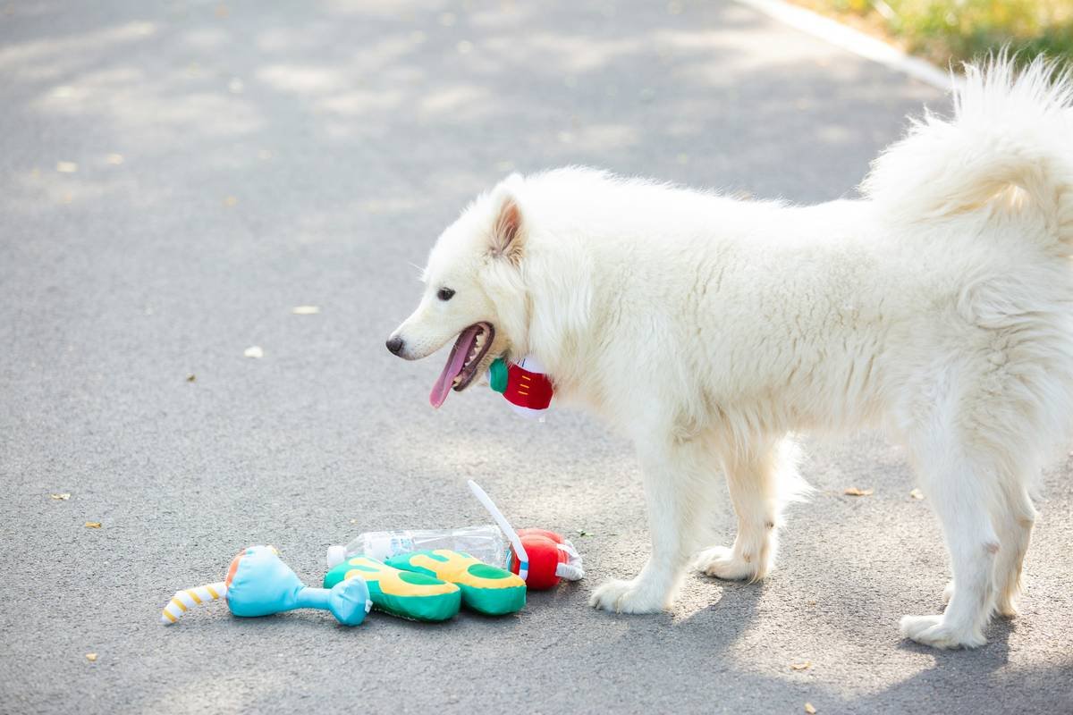 Infographic showing bacterial growth on scratched vs. intact borosilicate glass pet toys
