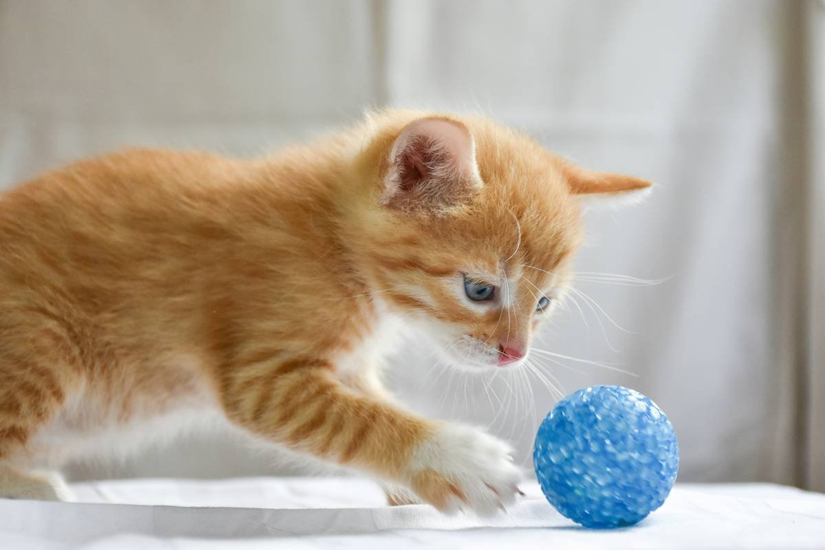 Infographic showing types of glass used in pet toys, labeled with safety ratings: borosilicate (safe), soda-lime (risky), tempered (conditional), and painted/glued (unsafe)