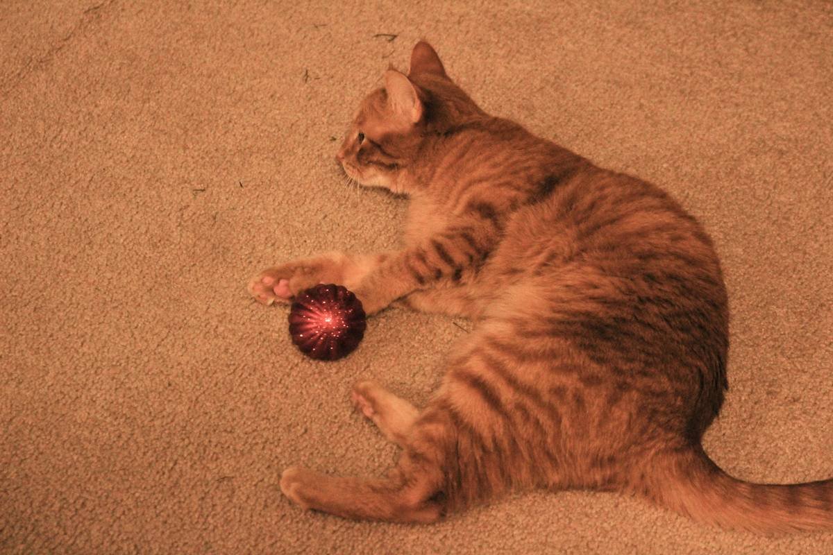 Is Your Glass Toy Tough Enough? The Ultimate Glass Toy Resilience Guide for Pet Owners