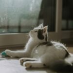 What Is Pet Glass? The Truth About Glass Toys for Cats & Dogs (Spoiler: It’s Not What You Think)
