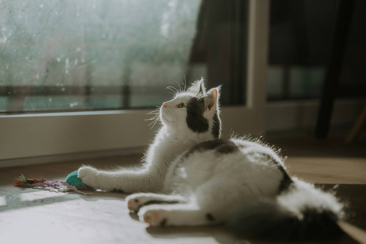 What Is Pet Glass? The Truth About Glass Toys for Cats & Dogs (Spoiler: It’s Not What You Think)