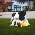 When Design Option Glass Are Hard Plastic: What Pet Owners *Really* Need to Know