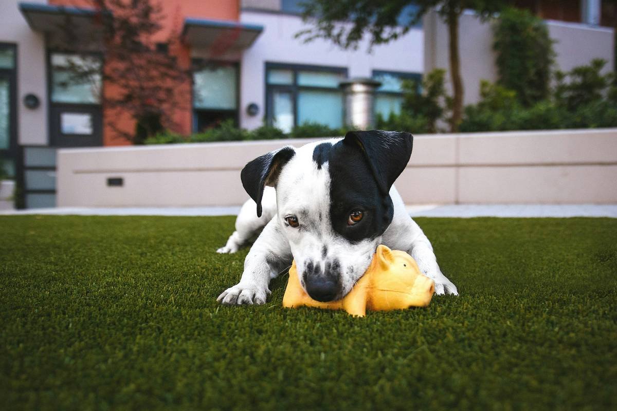 When Design Option Glass Are Hard Plastic: What Pet Owners *Really* Need to Know