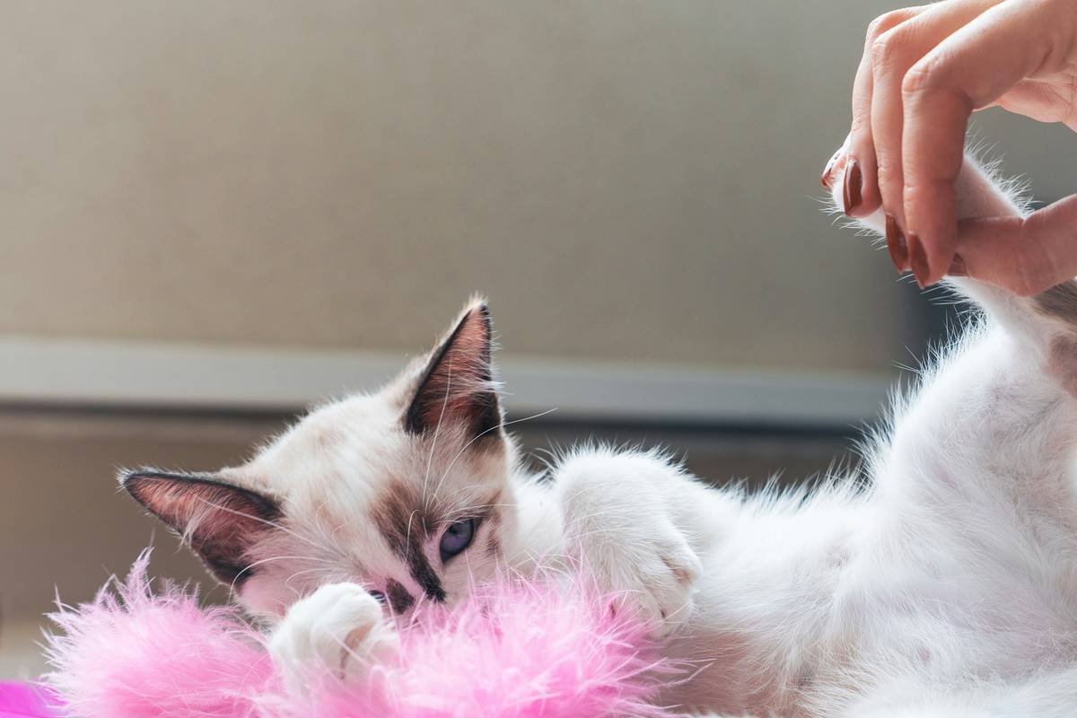 Why Your Cat Deserves a Glass Toy with Modern Design (And How to Choose the Safest One)