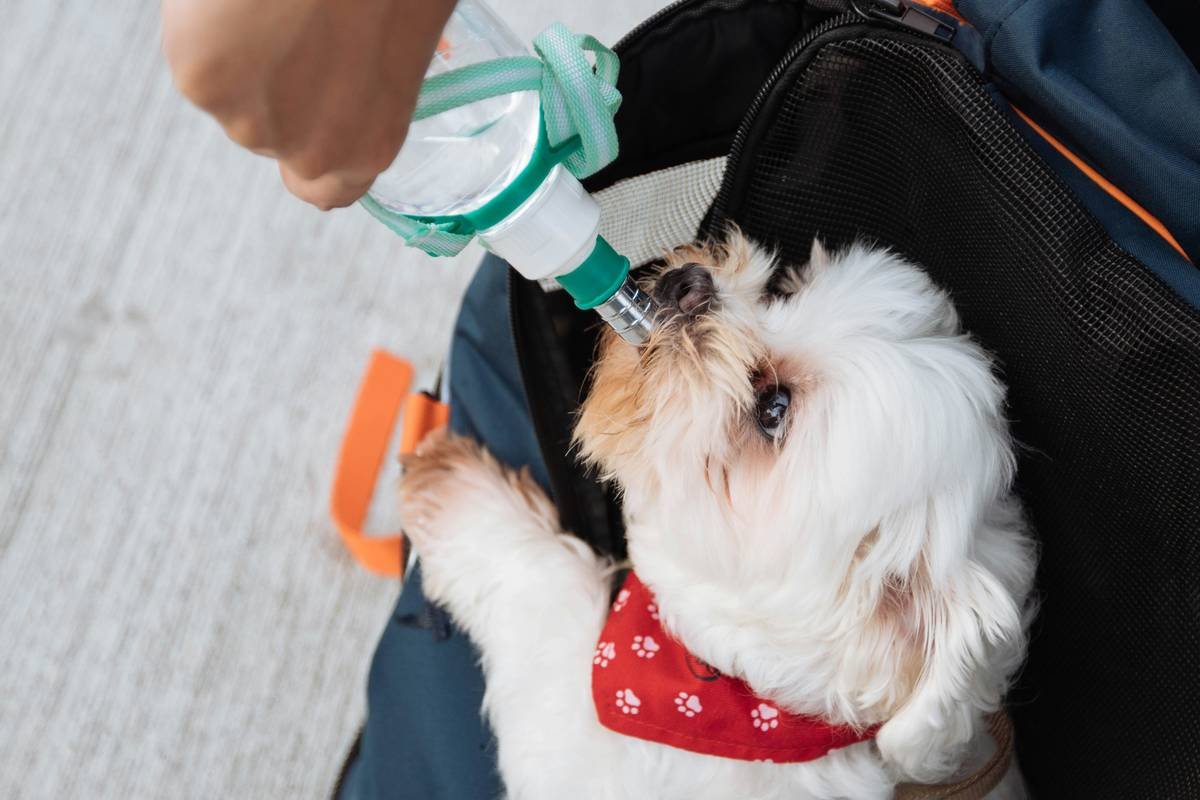 Why Your Pet’s Glass Toy Could Be a Germ Bomb—And How to Master Pet Glass Toy Sanitizing Safely
