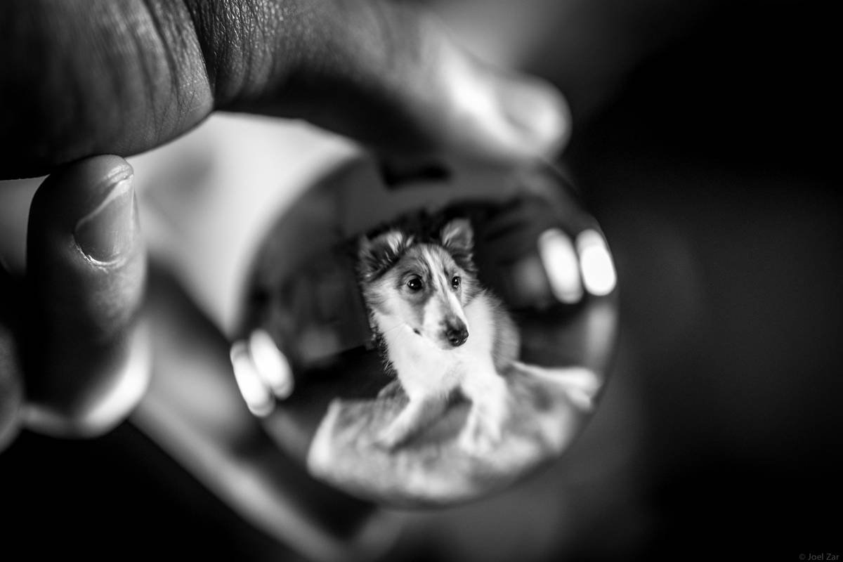 a dog in a person's hand