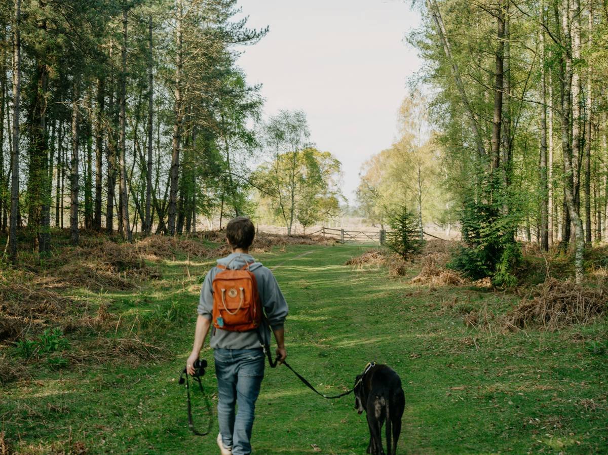 a man walking a dog on a leash in the woods