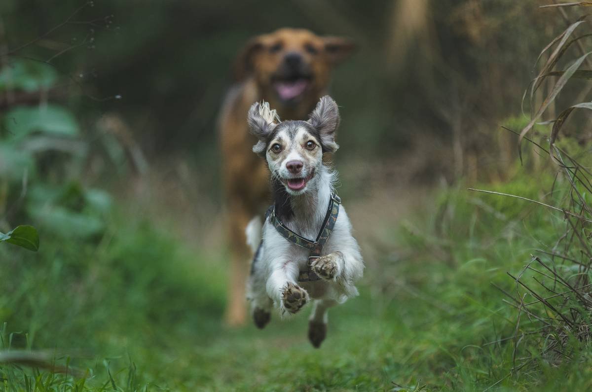 Big dog chasing a small dog in the park
