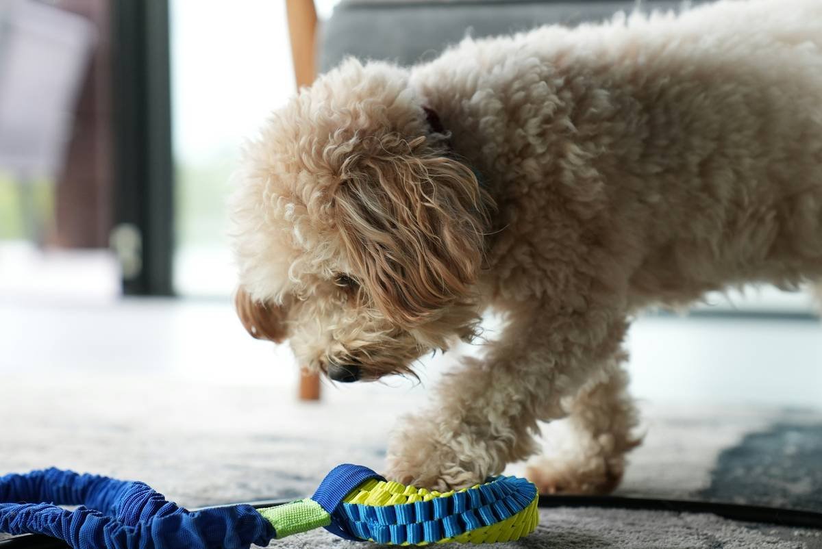 Diagram showing biofilm buildup on uncleaned glass dog toy surface vs. properly cleaned surface