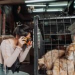 How to Do Glass Test: The Pet Owner’s Safety Checklist for Glass Toys