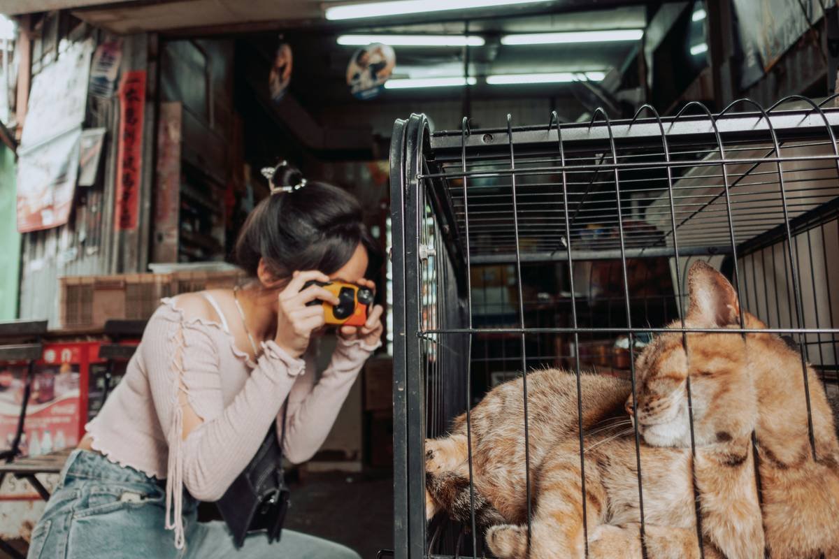 How to Do Glass Test: The Pet Owner’s Safety Checklist for Glass Toys