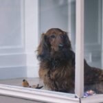 How to Safely Install a Pet Door in Glass—Without Shattering Your Sanity (or Your Window)
