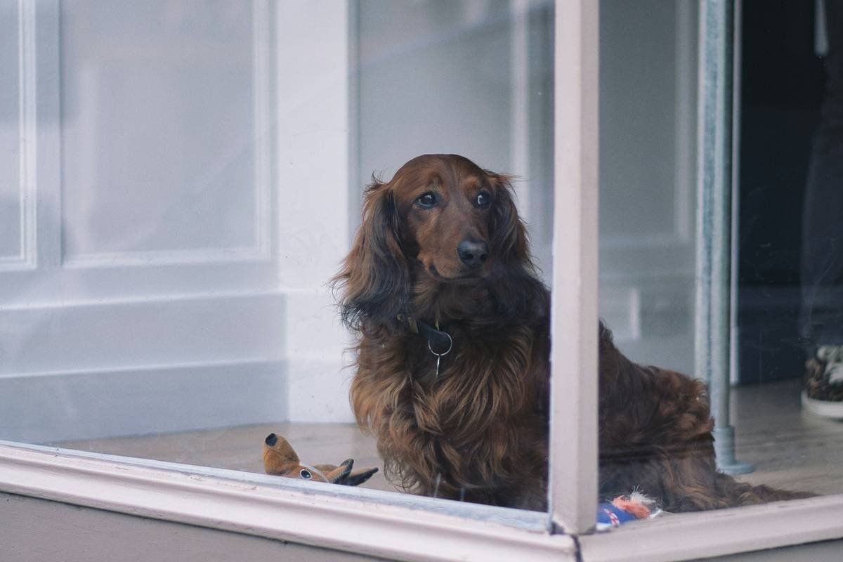 How to Safely Install a Pet Door in Glass—Without Shattering Your Sanity (or Your Window)