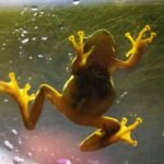 Is Your "Puppy Eyed Glass Frog" Actually Safe for Pets? The Truth About Glass Toys