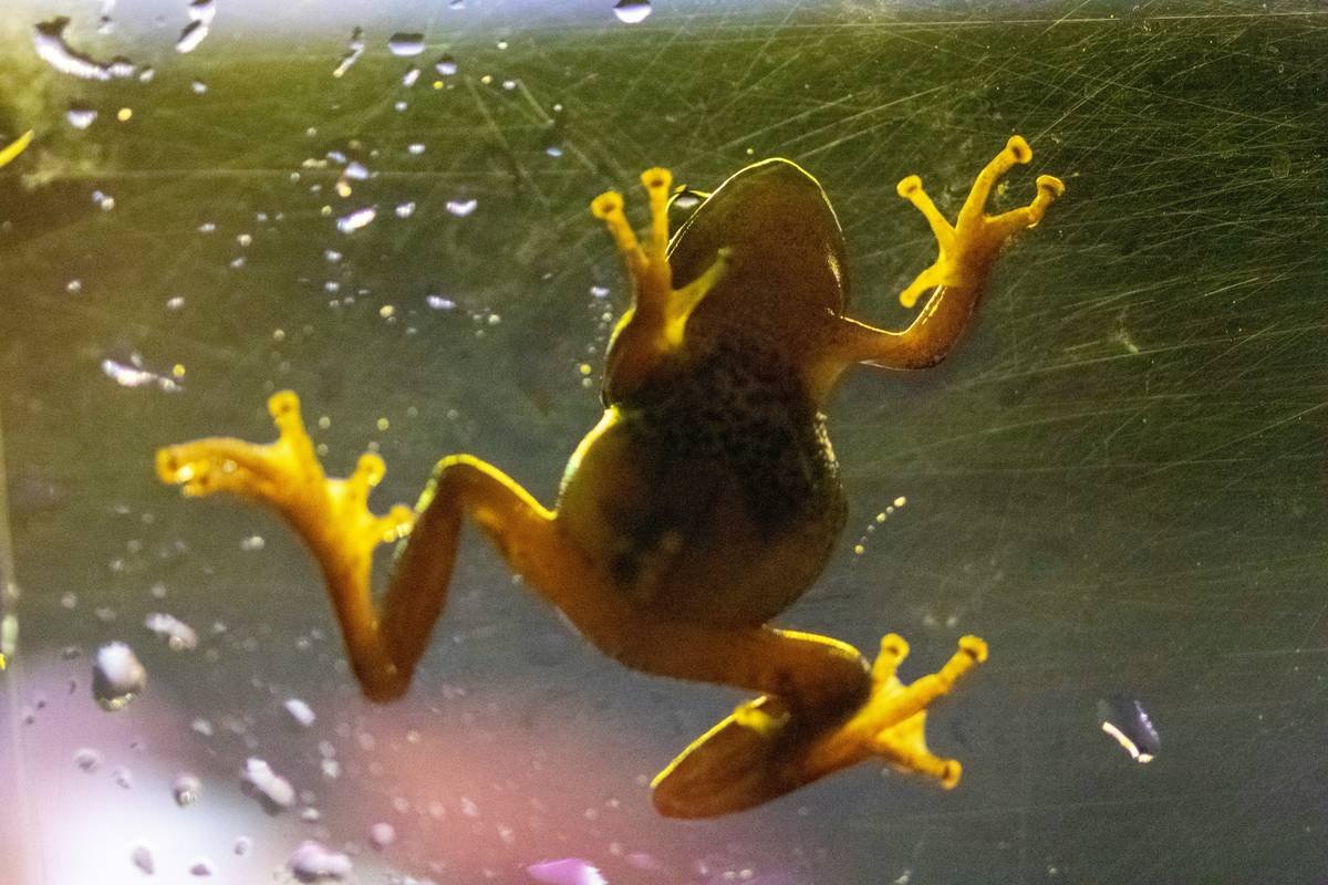 Is Your "Puppy Eyed Glass Frog" Actually Safe for Pets? The Truth About Glass Toys