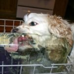 Wait—You’re Cleaning Glass How to Make Dog Toys? Here’s the Safe, Vet-Approved Truth