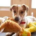 What Is K9 Glass? The Truth About This “Luxury” Pet Toy Material (Spoiler: Not for Dogs)
