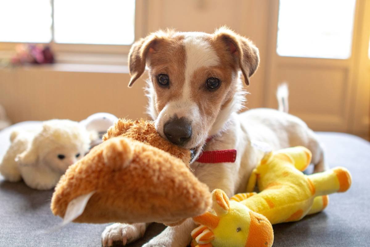 What Is K9 Glass? The Truth About This “Luxury” Pet Toy Material (Spoiler: Not for Dogs)