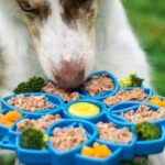 Why Glass Test Tubes for Crafts Are Taking Over Pet Enrichment (And How to Use Them Safely)