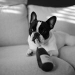 Wine Glass Dog Toy: Why This Trend Is Barking Up the Wrong Tree (and What to Use Instead)
