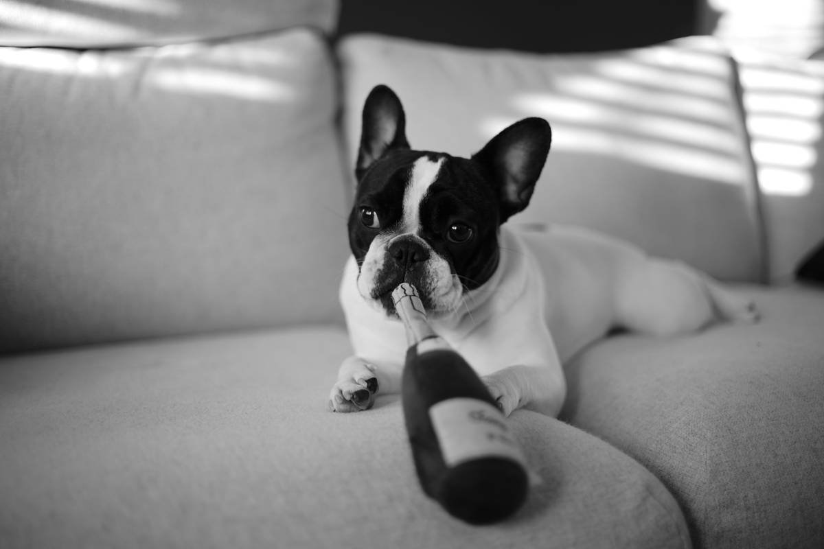 Wine Glass Dog Toy: Why This Trend Is Barking Up the Wrong Tree (and What to Use Instead)